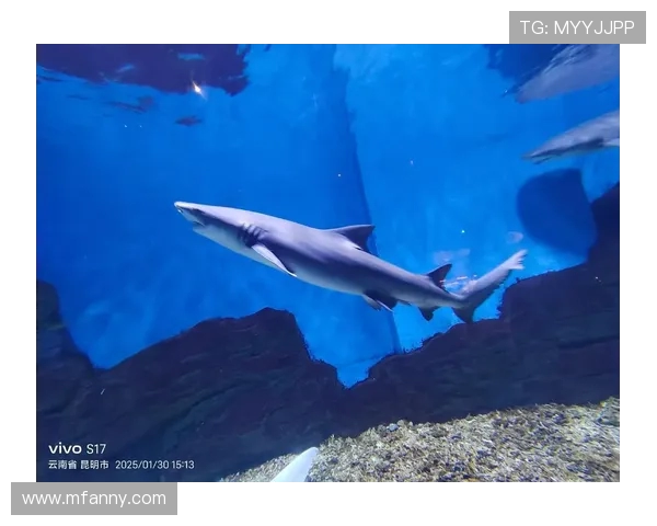 仙台七夕与海洋的奇妙交融探寻传统与自然的美丽结合 仙台七夕与海洋的奇妙交融探寻传统与自然的美丽结合